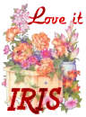 Iris