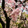 cherry blossoms