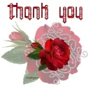 Thank You rose