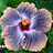 weird blue hibiscus flower