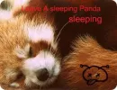 red panda