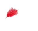 Tracy with Red Feather