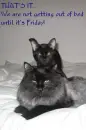 cats