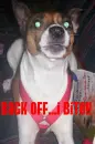 dog barking