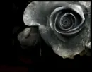 single rose