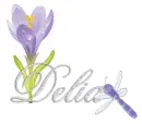 dragonfly delia