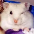 Winking Hamster
