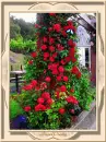 Red roses