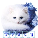 tracy