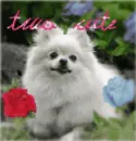 pomeranian lovers