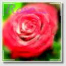 red rose