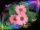 COLORFUL DAISY