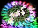 LILIES OF A DIFFERENT COLOR