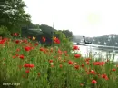 red poppys