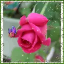 pink rose
