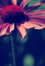 pink flower