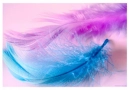 pink and blue feathers