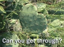 CAN YOU GET THROUGH?