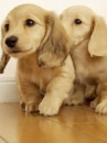 dogs