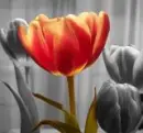 tulips :D