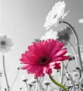 pink flower