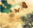 butterflies <3