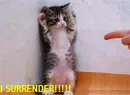 I surrender!