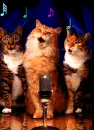 Music cats