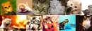 Kitty Background