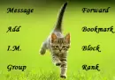 Running Kitty Contact table