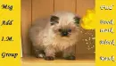 Cat Contact table