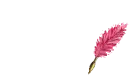 Amber (Pink Feather Pen)