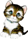 kitty