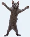Dancing kitty