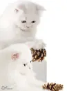 two cats