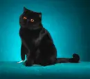 black cat