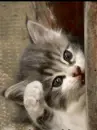 locking cat with the door