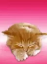 cat is loking