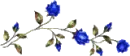 BLUE ROSES