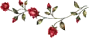 RED ROSES