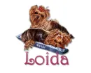 yorkie puppies with name Loida