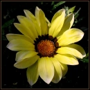 flower {yellow}