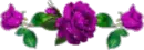 PURPLE ROSES
