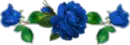 BLUE ROSES