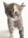 kitty