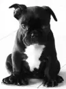 dog is speaking