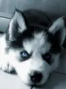 dog is seaing