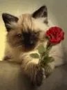 kitty with roses