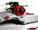 red rose