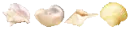 SHELLS